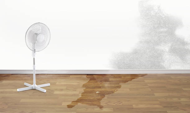 Best Carpet water damage restoration  in Quinnipiac University, CT